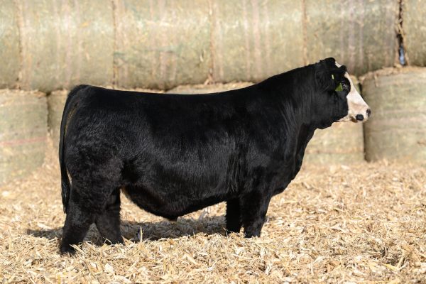 2/F JWC Hark 312L