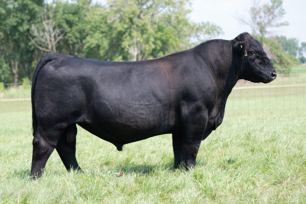 SN Mob Boss 055H