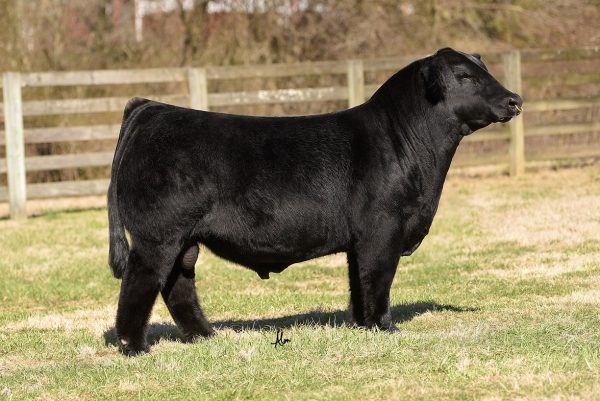 WHF Greater Good J45