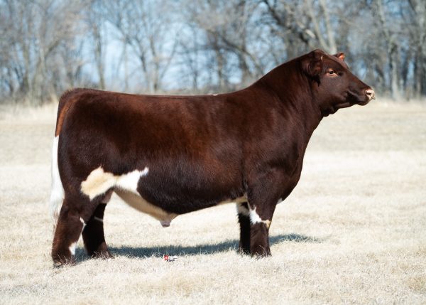 FERREE FITZ AFLS Renegade 2377 ET