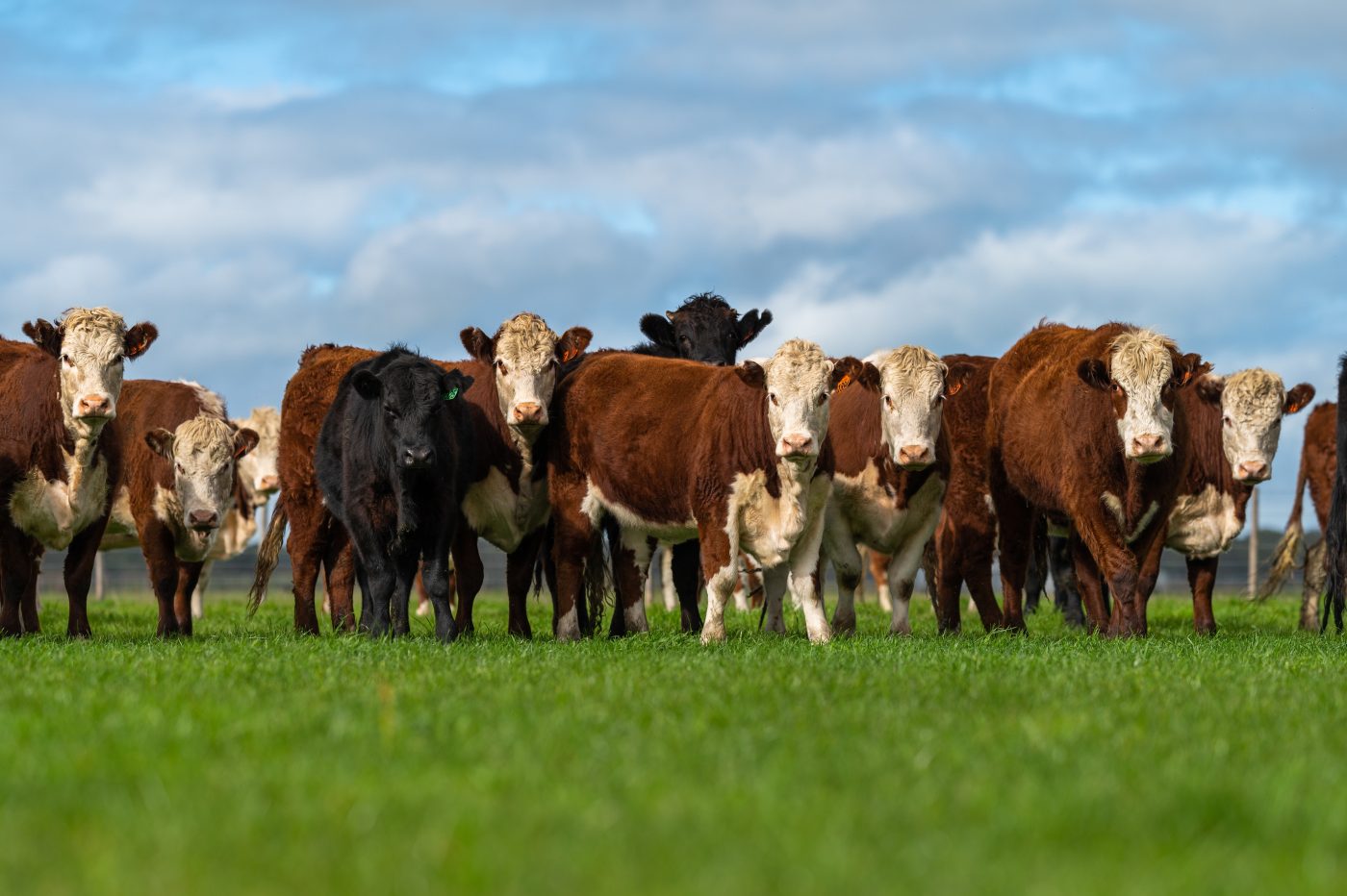 Spring is the ideal time to schedule your donors for IVF. With improved conditions, increased efficiency, and limited availability across satellite centers, now’s the moment to act. Learn why breeders are locking in spring aspirations at 605 Sires + Donors to stay ahead of the curve.