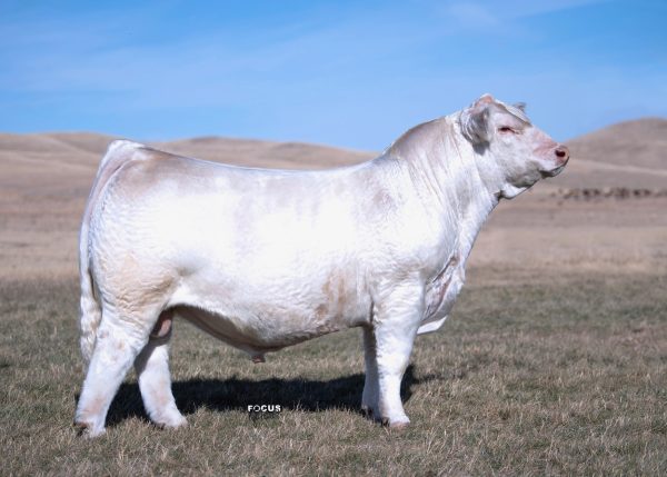 DPC Copy White 087C ET