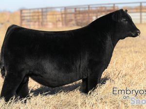 UDE New Heights 62/87