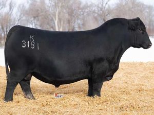 Koupals B&B Diverse 3181